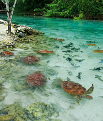 Tahiti Island Tahiti Island